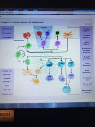 Solved Ex Ims Htm5 Html Flowchart Of Immune System Cell D