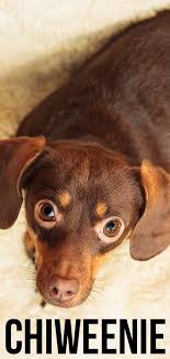 They're also called mexican hotdogs.. Chiweenie Dog Discover The Chihuahua Dachshund Mix Breed