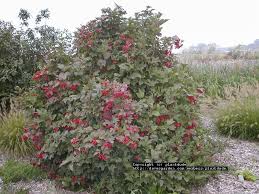 High Bush Cranberry Sometimes Called American Cranberry Though Not Related To The Other Viburnum Trilobum Fr Edible Landscaping Plants Landscaping Plants