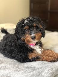 Check spelling or type a new query. Honey Creek Puppies Home