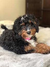 These mini bernedoodle puppies get a new experience every day and today they got to play in our living room! Honey Creek Puppies Home