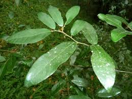 Image result for Monanthotaxis buchananii