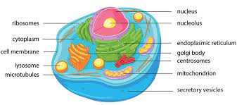 Check spelling or type a new query. Pin By Yingsu Nilkij On Emilie Animal Cell Human Cell Diagram Animal Cell Anatomy