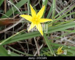 Image result for Hypoxis angustifolia