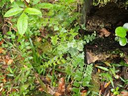 Image result for Asplenium simii