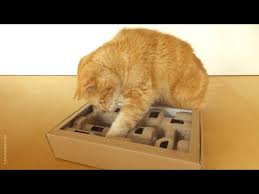 Check spelling or type a new query. How To Make A Quick Cat Puzzle Toy Youtube