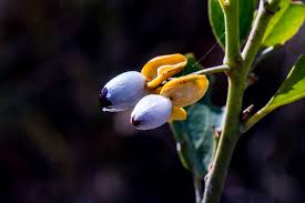 Image result for Maytenus peduncularis