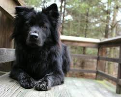 Black American Eskimo Dog This Is Leo A 2yr Old Chow Lab Mix Chow Lab Mix Chow Chow Mix Black Widow S Web Page Lab Chow Labrador Chow Mix In In 2020 Chow Lab Mix