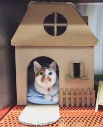 Lihat ide lainnya tentang rumah kucing, kucing, kandang kucing. Rumah Kucing Dari Kardus Tingkat Rahman Gambar