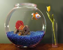 Wie Ist Goldfish Care In Fanus About Com Aboutcom Care Fanus Goldfish Ist Wie Akvaryum Baligi Akvaryum Susleri Akvaryum