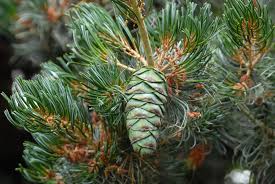 Check spelling or type a new query. Pinus Parviflora Japanese White Pine North Carolina Extension Gardener Plant Toolbox