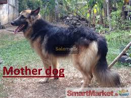 Check out our gsd name suggestions by. Pets German Shepherd In Galle Saleme Lk