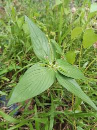 Image result for Spigelia anthelmia