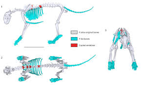 The names imply that the two types differ in density, or how tightly the tissue is packed together. Palaeontology Online Article Fossil Focus Fossil Focus Reimagining Fossil Cats