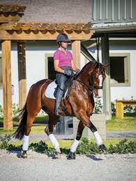 2 604 dressage rider stock video clips in 4k and hd for creative projects. Developing Balance And Symmetry In The Dressage Horse And Rider Dressage Today