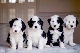 What Are Sheepadoodles Sheepadoodle Puppy Sheepadoodle Puppy Litter