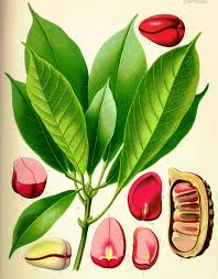 Kola Nut Cola Acuminata Botanical Prints Vintage Botanical Prints Botanical