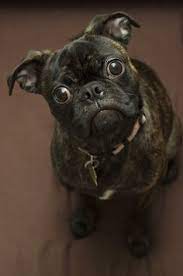 11 Buggs Ideas Boston Terrier Pug Bugg Puppies Pug Mix