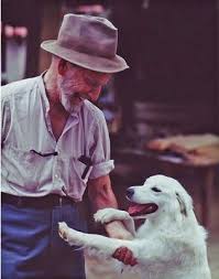 to dance with the white dog the sweetest thing movie dogs love movie