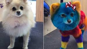 Toni's mobile pet grooming provides full service mobile dog grooming all ventura county & parts of san fernando valley. Stylish Pooch Mobile Grooming Van Turns Your Dog Into A Ruff Star With Colorful Dyes Mohawks And More 6abc Philadelphia