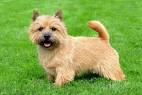 41 Best Small Dog Breeds with Pictures - 2020 - MerchDope