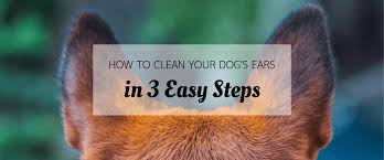 The process of cleaning your dog's ears during an infection and maintaining a healthy ear. How To Clean Your Dog S Ears In 3 Easy Steps