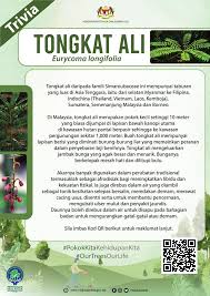 Kawasan hutan pesisir pantai ini berfungsi sebagai pelindung daripada fenomena semulajadi seperti ribut, ombak dan hakisan pantai. Facebook