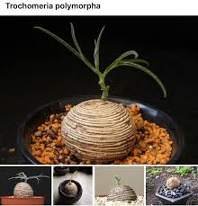 Image result for Trochomeria polymorpha