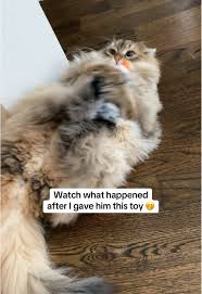 My cat loves playing with this flapping owl bird toy. This cat toy makes  realistic bird chirping noises that activate my cats hunting instincts. If  your cat likes interactive toys that move, they will ...