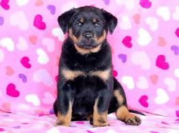 Senior gentleman is having to sell his home and moving in to an apartment. Rottweiler Mix Puppies For Sale Puppy Adoption Keystone Puppies