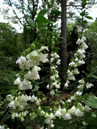 Roses, seasonal flowers and mixed bouquets available online for all occasions. Common Silverbell Full Sun To Part Shade Grows 20 And More The Pendulous Bell Shaped White Flowers That Appear In The Spring A White Flowers Tree Plants