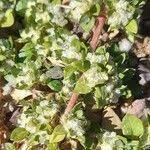 Image result for Guilleminea densa