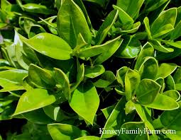 A large evergreen shrub or tree, leaves are green with a striking white margin. Holly Trees Shrubs For Sale Georgia Kinsey Family Farm