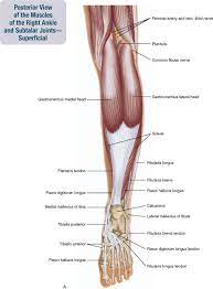 Hold for 3 to 5 seconds before lowering back to the ground. 11 Muscles Of The Leg And Foot Musculoskeletal Key