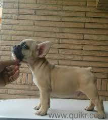 Advertise, sell, buy and rehome french bulldog dogs and puppies with pets4homes. French Bulldog Puppies Available At Gulati Kennel Deal In All Breed Pups And Dogs Pups Are Very Healthy And Heavy Bone Vr Shipping Pups And Dogs All Over India Our Kennel Is