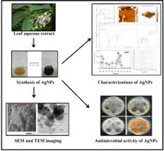 Image result for Ixora brachypoda