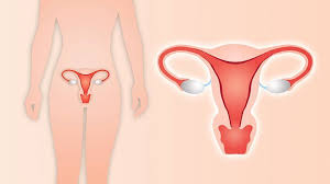 *uterine cancer facts medical author: Hysterectomy What Your Doctor Won T Tell You Everyday Health