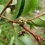 Image result for Coula edulis