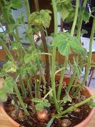 Growing Red Potatoes Indoors 5 Orange Potatoes Indoor Vegetable Gardening Growing Vegetables Growing Potatoes Indoors