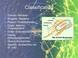E Coli By Austin Hyle Ppt Video Online Download