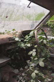 After planting seeds or starts, water the soil. Abandoned Car With Plants Growing Inside By Shikhar Bhattarai Stocksy United