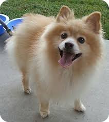 Find Finnish Spitz Kopegi Ozellikleri Nedir Ve Bakimi Nasil Yapilmalidir