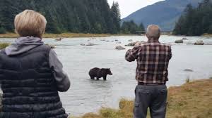 Best Things To Do In Haines, Alaska (Including Our Bear Viewing Video!)