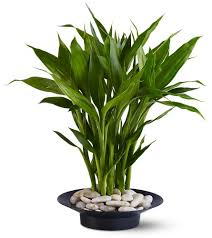 Tener suerte — быть удачливым. Cuantos Tallos De Bambu De La Suerte Tener En Casa