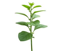 Image result for Aerva