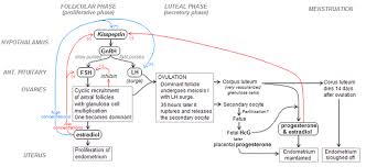 Menstrual Cycle Wikiwand