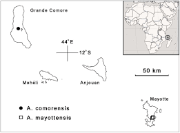 Image result for Anisotes