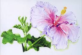 Renaissance Blue Hibiscus By Stevieraythompson On Deviantart Blue Hibiscus Color Pencil Art Colored Pencil Techniques