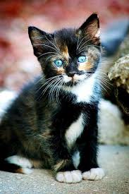 Baby Black And White Cat With Blue Eyes Too Much Cuteness Kittens Cutest Pets Cute Cats
