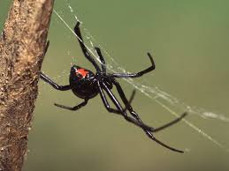 Black widow is one of the most dangerous spiders. How To Treat A Spider Bite What Spiders Bites Are The Most Dangerous